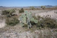 pa_177_opuntia.jpg