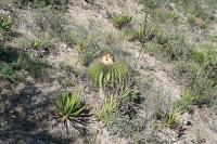 pa_1780_echinocactus_platyacanthus.jpg
