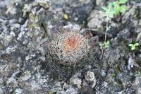 pa_1782_mammillaria_sp..jpg