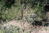 pa_1783_cylindropuntia_leptocaulis.jpg