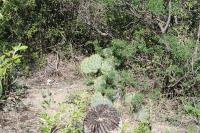 pa_1784_opuntia_sp..jpg