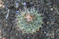 pa_1785_mammillaria_winterae.jpg