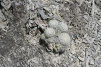 pa_1786_mammillaria_candida.jpg