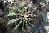 pa_1787_hamatocactus_hamatacanthus.jpg