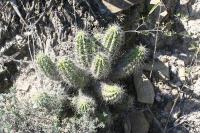 pa_1788_echinocereus_parkeri.jpg