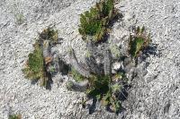 pa_1789_echinocereus_rayonensis.jpg