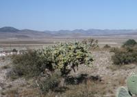 pa_178_cylindropuntia_imbricata.jpg