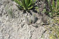 pa_1791_echinocereus_rayonensis.jpg