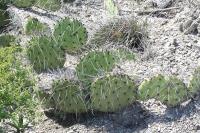 pa_1792_opuntia_sp..jpg