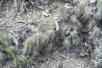 pa_1793_echinocereus_rayonensis.jpg