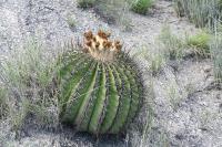 pa_1794_echinocactus_platyacanthus.jpg