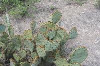 pa_1795_opuntia_sp..jpg