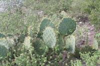 pa_1796_opuntia_sp..jpg