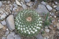 pa_1797_mammillaria_winterae.jpg