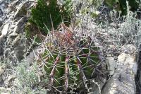 pa_1800_echinocactus_platyacanthus.jpg