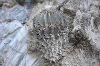 pa_182_geohintonia_mexicana.jpg