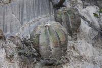 pa_183_aztekium_hintonii.jpg