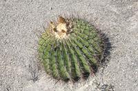 pa_186_echinocactus_platyacanthus.jpg