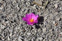 pa_187_ariocarpus_scapharostrus_hrub_.jpg