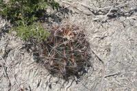 pa_189_hamatocactus_hamatacanthus.jpg