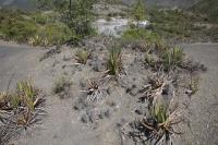 pa_190_echinocereus_pentalophus_ssp._leonensis.jpg