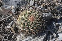 pa_191_mammillaria_winterae.jpg
