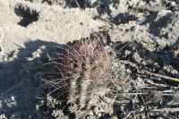 pa_193_hamatocactus_hamatacanthus.jpg