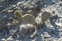 pa_194_opuntia_microdasys.jpg