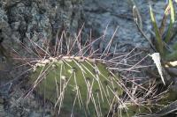pa_195_opuntia.jpg