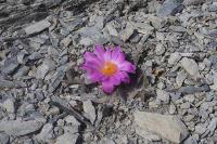 pa_196_ariocarpus_scapharostrus_m_kk___vm5_.jpg