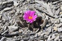 pa_197_ariocarpus_scapharostrus_m_kk__nov_.jpg