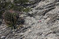 pa_199_echinocactus_platyacanthus.jpg