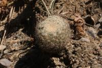 pa_202_mammillaria_candida.jpg