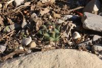 pa_203_mammillaria_winterae.jpg