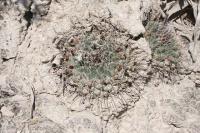 pa_204_mammillaria_winterae.jpg