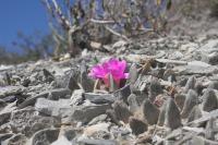 pa_205_ariocarpus_scapharostrus_hrub__h_bitov.jpg