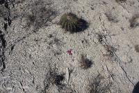 pa_208_echinocactus_platyacanthus.jpg