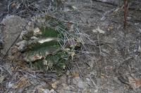 pa_209_hamatocactus_hamatacanthus.jpg