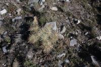 pa_211_cylidropuntia_tunicata.jpg