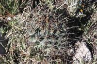 pa_212_coryphantha_georgii.jpg