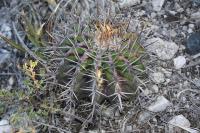 pa_214_echinocactus_platyacanthus.jpg
