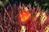 pa_215_ferocactus_steinesii_var._pilosus.jpg