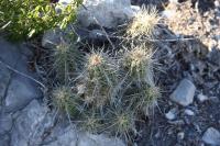 pa_217_echinocereus_parkeri.jpg