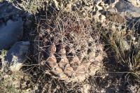 pa_218_thelocactus_bueckii.jpg