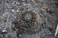 pa_219_mammillaria_heyderi.jpg