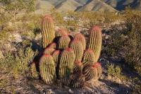 pa_220_ferocactus_steinesii.jpg