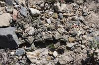 pa_221_ariocarpus_fissuratus_var._hintonii.jpg