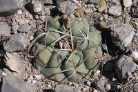 pa_222_thelocactus_hexaedrophorus.jpg