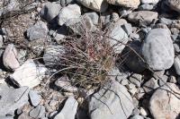 pa_223_hamatocactus_hamatacanthus.jpg