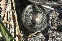 pa_225_mammillaria_formosa.jpg